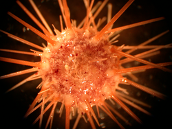 A sea urchin recovered from an Alvin dive.