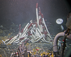 Tube worms at the Rosebud site