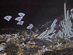 Plastic markers attached to rocks and anchored to the seafloor
