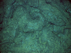 Pillow lava photographed by the TowCam