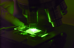 Kerry Norton uses fluorescence microscopy to identify and count dormant cysts of Alexandrium