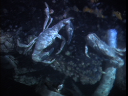 Crab viewed during Alvin dive 3789.