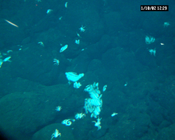 Hydrothermal vent crabs and clams viewed on Alvin dive 3748.