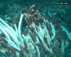 Tubeworms viewed during Alvin dive 3769.