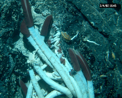 Tubeworms viewed during Alvin dive 3769.