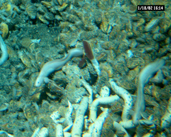 Mussels, vent fish and tubeworms viewed during Alvin dive 3754.