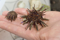 Urchins being grown in Justin Ries's lab to study CO2 level effects.