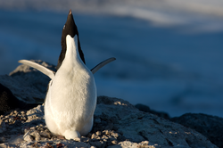 A penguin making an "ecstatic call".