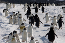 A busy Adelie penguin thoroughfare.