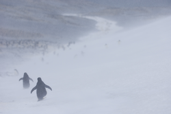 Penguins walking away into blizzard conditions.