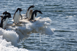 A group of penguins jumping off ice into the water.