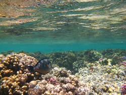 Coral reef near surface environment.