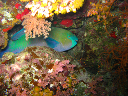 Parrotfish hiding in a niche.