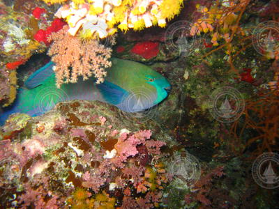 Parrotfish hiding in a niche.