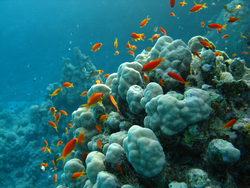 Fish swimming around a coral reef.