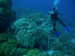 Jessie Kneeland taking coral measurements in the Red Sea.