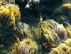 Clownfish swimming around a reef.