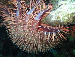 Crown-of-thorns sea star attached to coral reef.