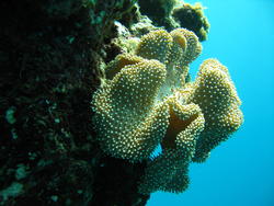 A leather coral on the side of the reef.