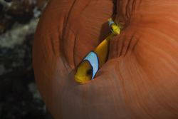 A pair of Red Sea anemonefish (Amphiprion bicinctus or clownfish) in an anemone.