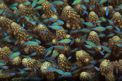A school of bluegreen chromis (Chromis viridis) shelter in a coral colony.