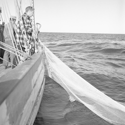 Using nets onboard Caryn.