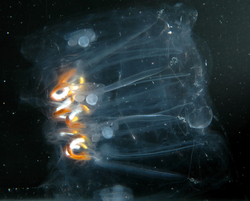 A colony of salps