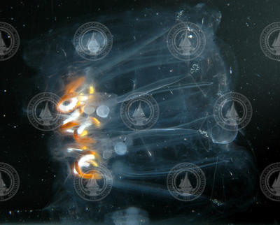 A colony of salps