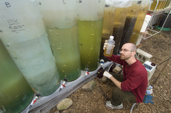 Guest student Tyler Goepfert working with marine algae.