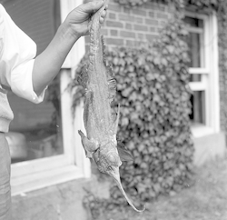 W.C. Schroeder holds chimaera fish caught east of Georges Bank.