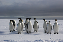 A group of Emperor penguins visits the camp site.
