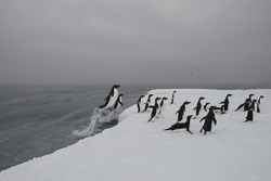 Adelie penguins jumping out of water onto the ice in Antarctica.