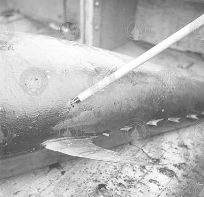 Tagging fish on the Atlantis II.