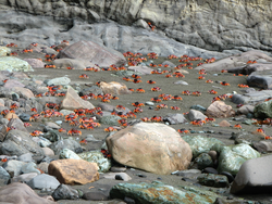 Masses of bright red land crabs boiling out of their burrows.