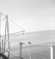 Swallow on deck of the Crawford in the Caribbean.