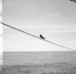 Swallow on deck of the Crawford in the Caribbean.