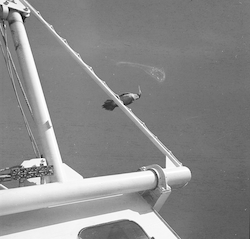 Bird on the Atlantis II during cruise 20.
