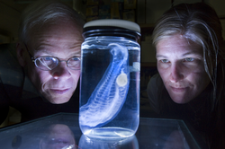 Larry Madin and Kelly Sutherland looking at salp in a jar.