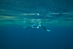 A manta performs just off the coast of Al Lith, its mouth open wide.