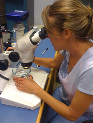 Ann Tarrant in the lab looking into a microscope.