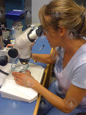Ann Tarrant in the lab looking into a microscope.