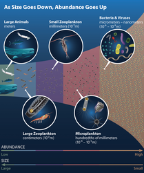 Marine Life Size vs. Abundance illustration
