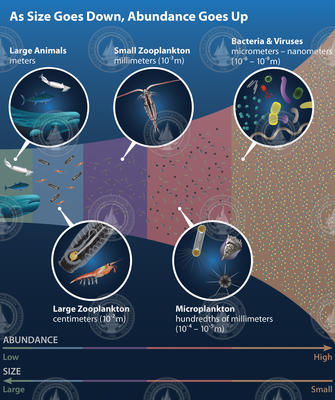 Marine Life Size vs. Abundance illustration