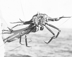 Bill Schroeder holding deep-sea crab on the Atlantis.