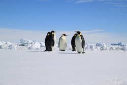Penguins on ice in Weddell Sea, Antarctica.