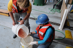 Pouring recovered biological samples from one bucket to another.