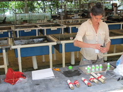 Kathryn Rose working at NAOS lab in Panama.