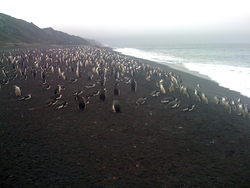 A colony of Chinstrap penguins on Deception Island.