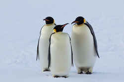 A trio of Emperor Penguins standing on the ice.