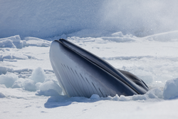 A Minke Whale poking through the ice in Antarctica.